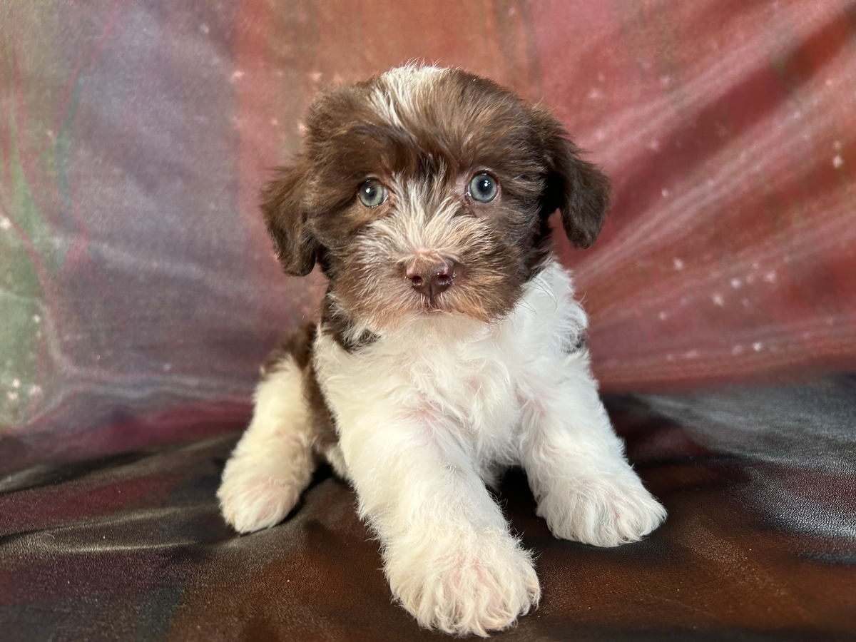 Female F1 Mini Schnoodle Puppy for Sale DOB 12-8-2025 $950